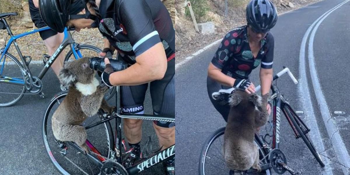 (Video) Ciclista salvó a koala de morir deshidratado en una carretera en Australia