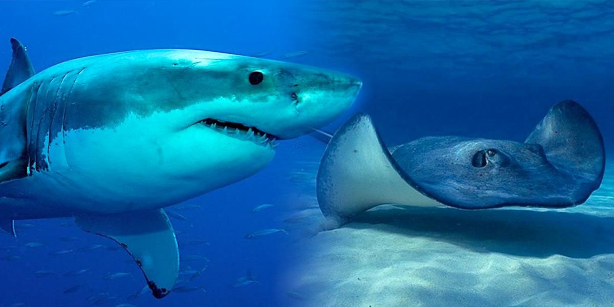 Gobierno buscará prohibir exportación e importación de tiburones, aletas, rayas y quimeras