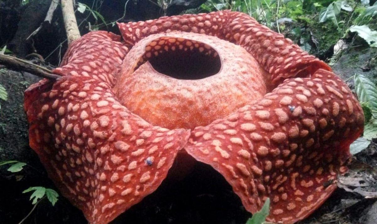 Encontraron la que sería la flor más grande del mundo; ¡mide 1,2 metros de diámetro!