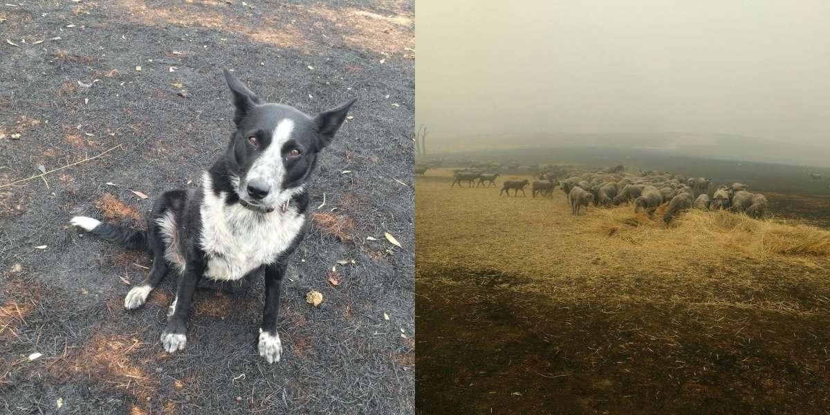 Esta border collie arriesgó su vida para salvar un rebaño de ovejas del fuego en Australia