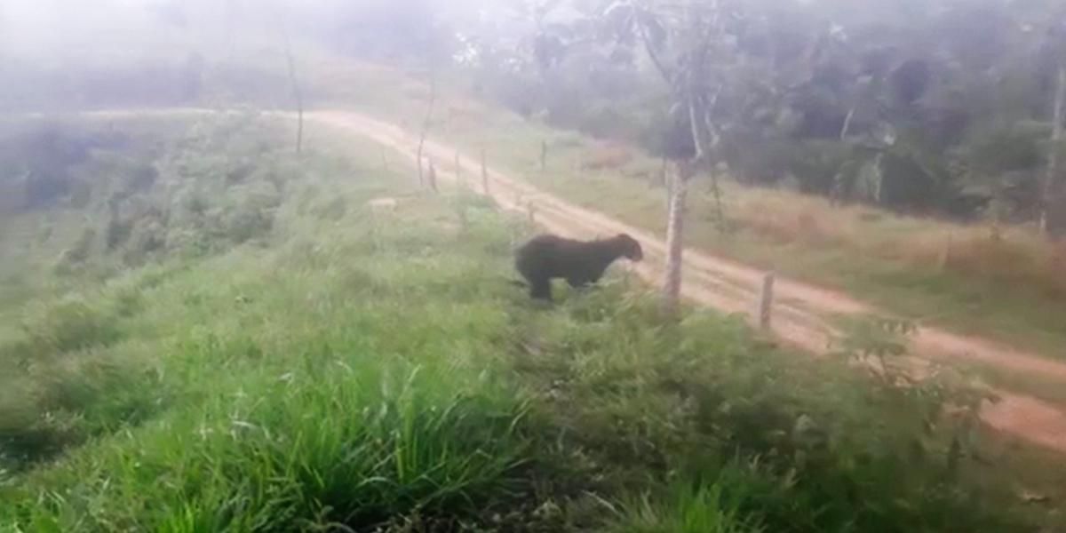 Reportan avistamiento de una familia de osos de anteojos en Segovia, Antioquia