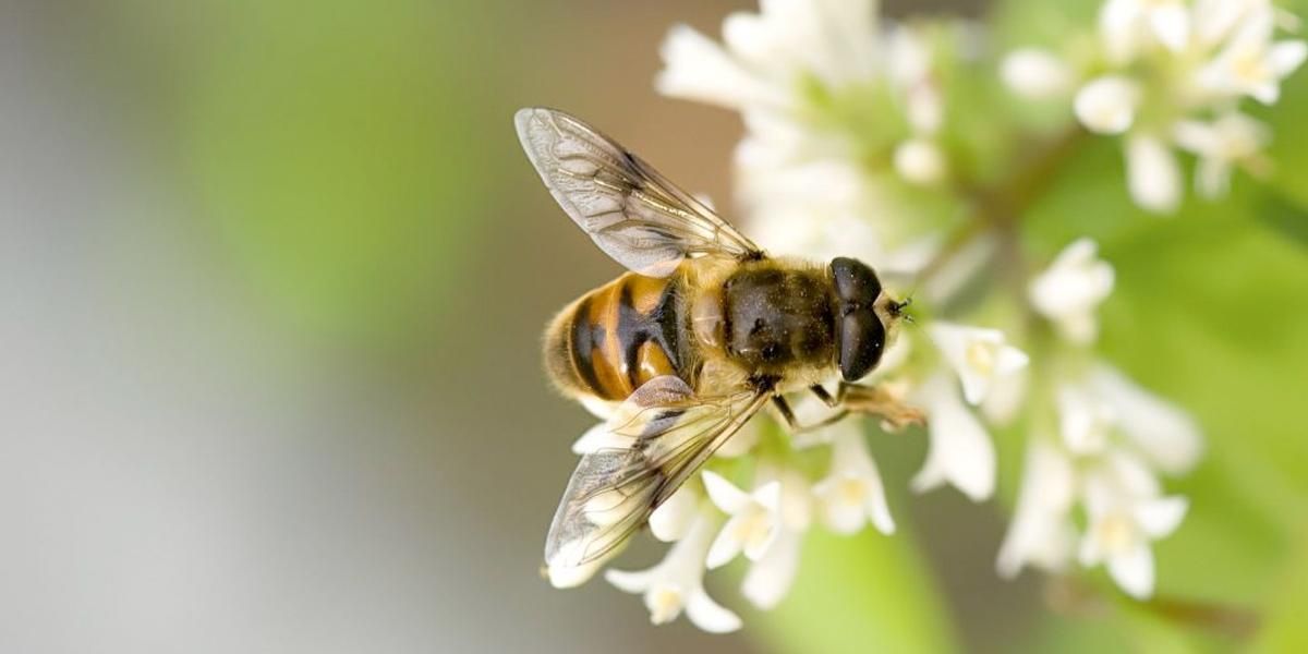 Histórico fallo ordena la protección de las abejas en el país