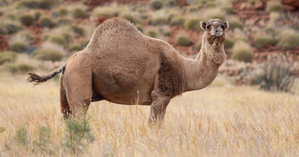 Australia sacrifica a más de 5.000 camellos para proteger zonas aborígenes