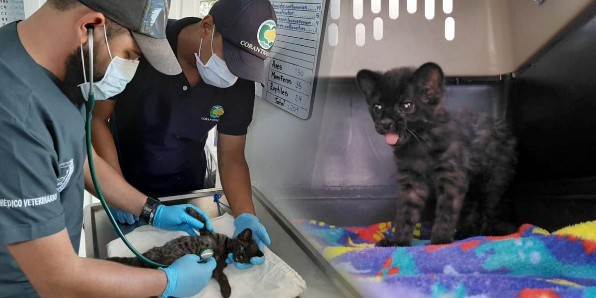Rescatan un cachorro tigrillo lanudo que abandonó su madre en Antioquia