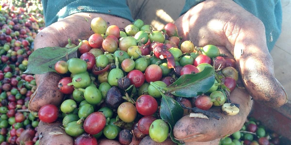 Producción de café aumentó 9 % en 2019, la más alta en 25 años