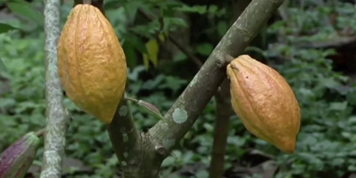 Academia lanza salvavidas a la industria cacaotera santandereana