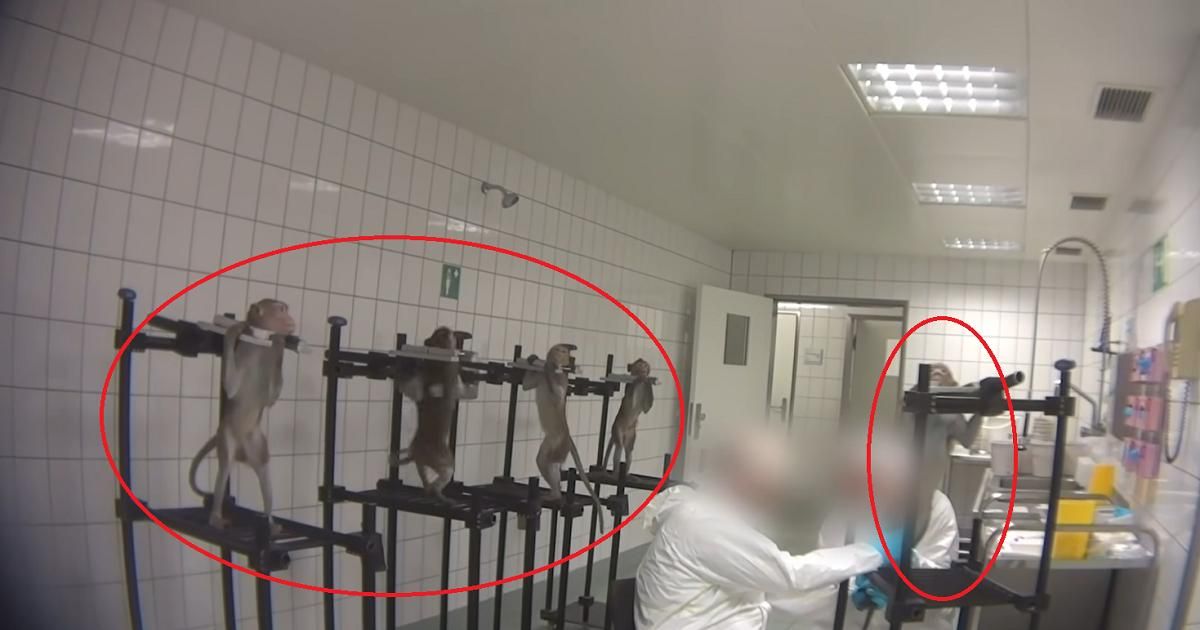 (Video) Por espeluznantes experimentos con animales, cierran famoso laboratorio alemán
