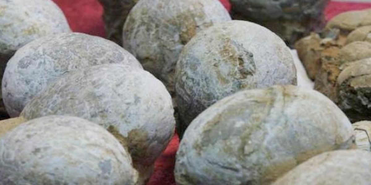 Ponen a la venta en Rusia huevo de dinosaurio de más de 65 millones de años