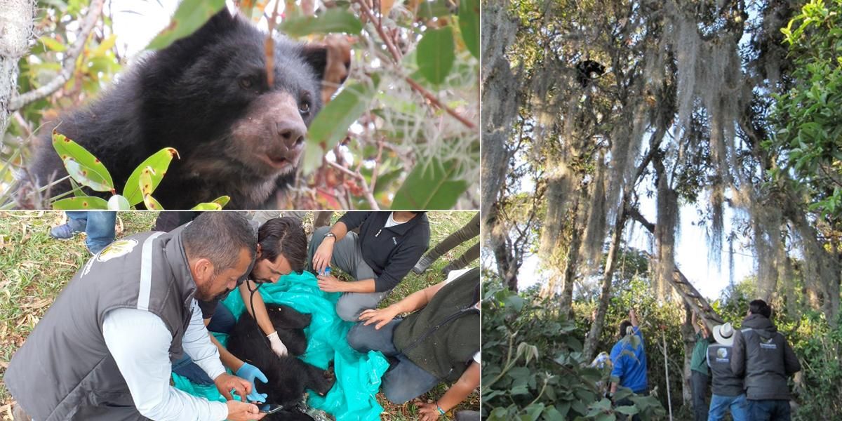 Osa Andina rescatada de la copa de un árbol en Moniquirá, Boyacá