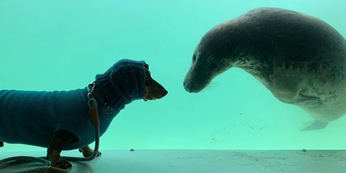 Stanley y Ayla, la amistad entre un perro salchicha y una foca