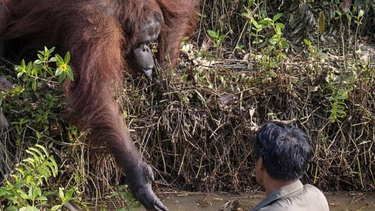 ¿Necesitas ayuda? Orangután le ofrece su mano a hombre pensando que estaba atrapado en el agua