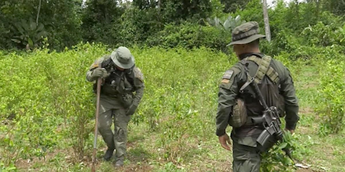 Colombia ha erradicado 44.905 hectáreas de cultivos ilícitos en lo corrido del año: Mindefensa