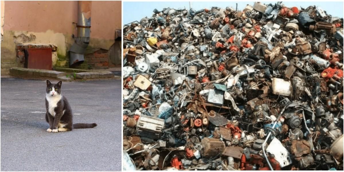 foto gato camuflado entre basura reto viral redes sociales