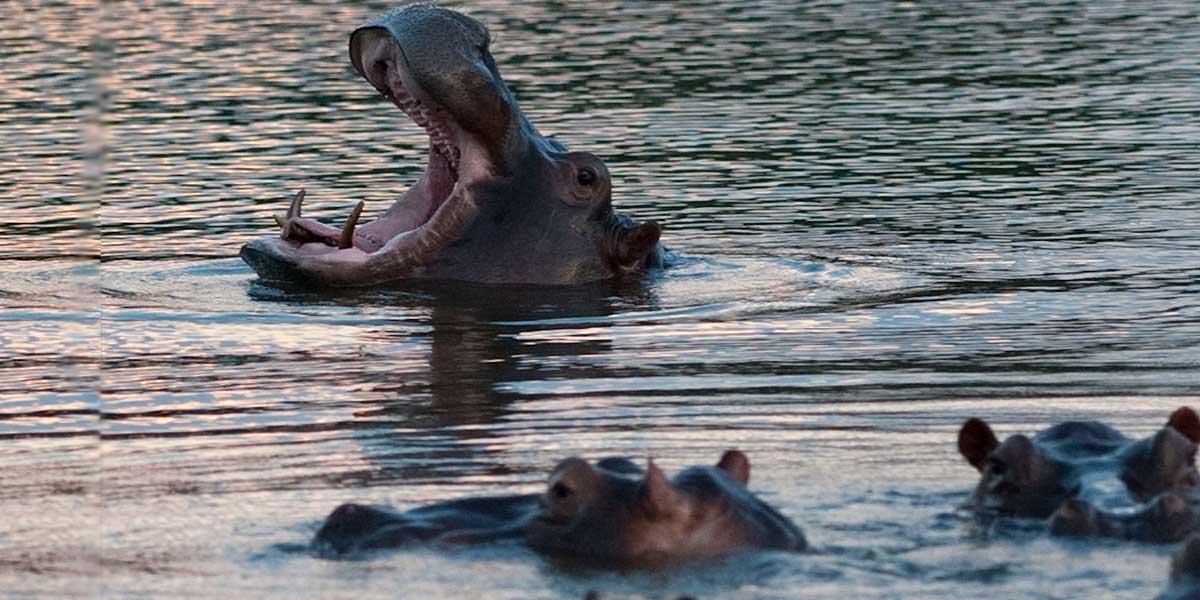 Cornare advierte de la peligrosidad de hipopótamos para la población civil