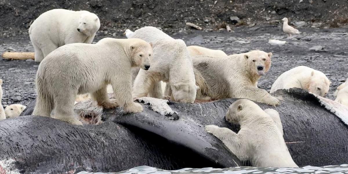 ¿Por qué un científico ruso afirma que aumentó el canibalismo entre los osos polares?