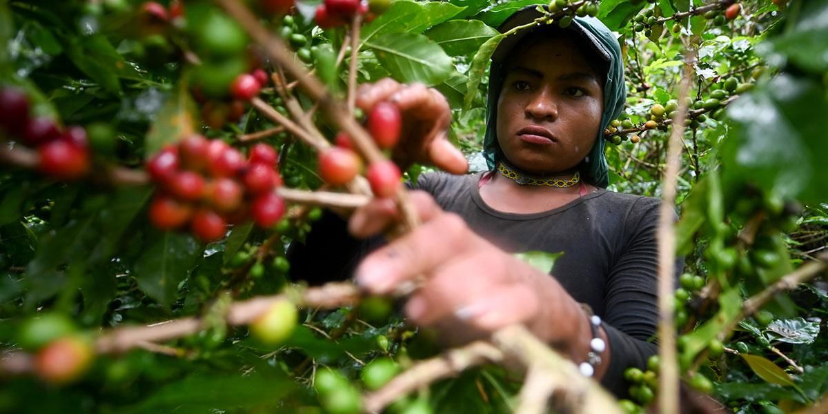 Producción de café cae 9 % en febrero