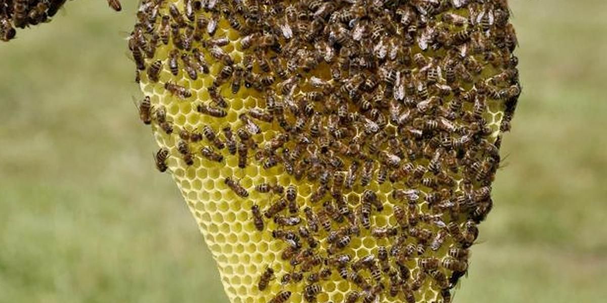 Mueren dos ingenieros ambientales por ataque de abejas en Atlántico