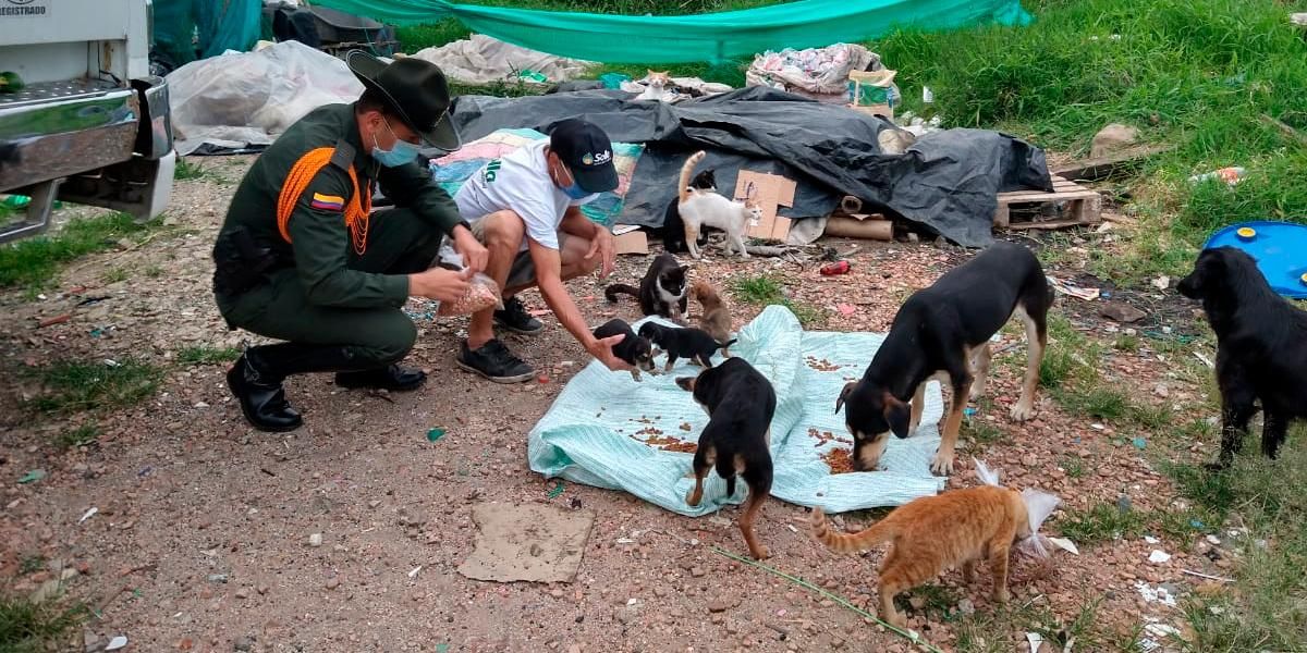 La historia de los héroes en Medellín que no olvidan a perros y gatos callejeros en medio de la pandemia