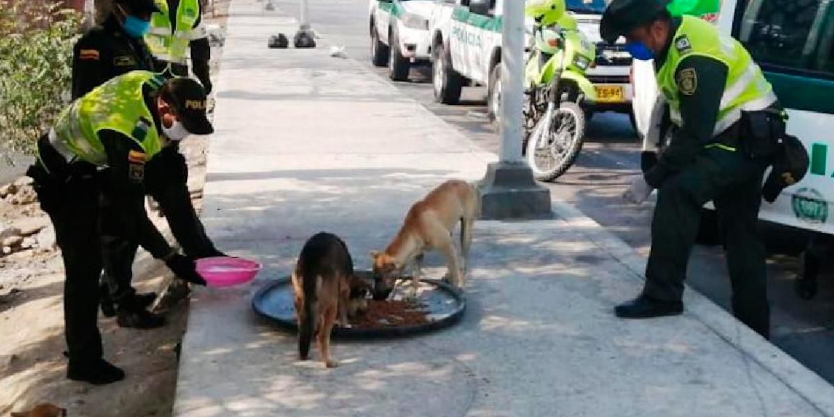 Animales de calle en Barranquilla también sufren por la cuarentena