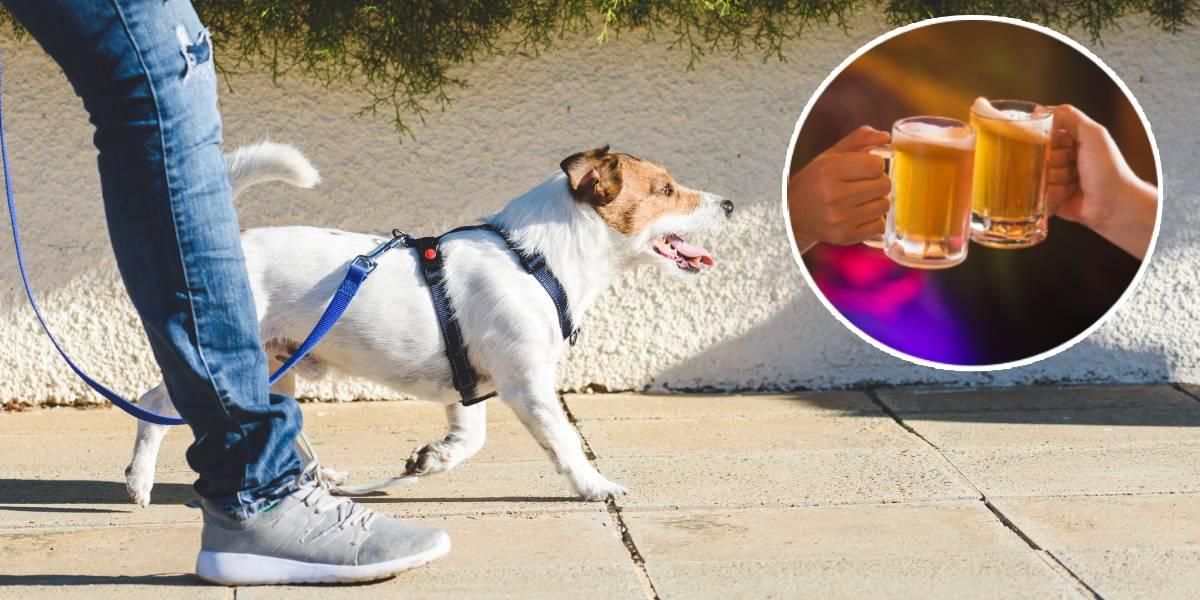 Ofrecen cerveza gratis a quien adopte perro en época de coronavirus
