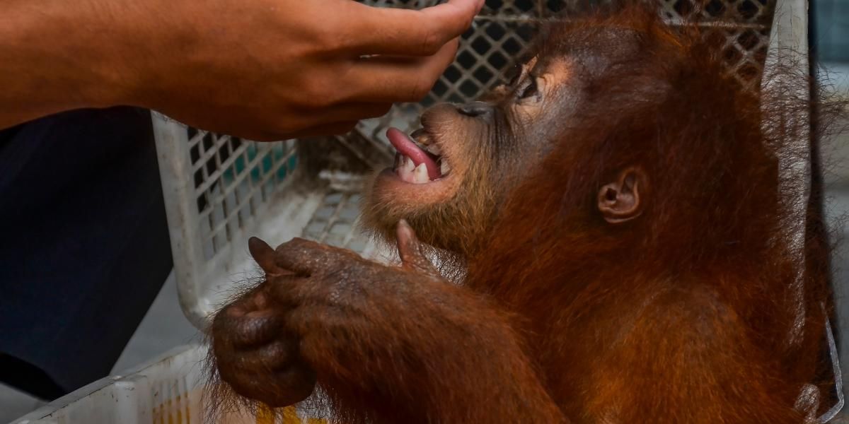 Orangután - Indonesia