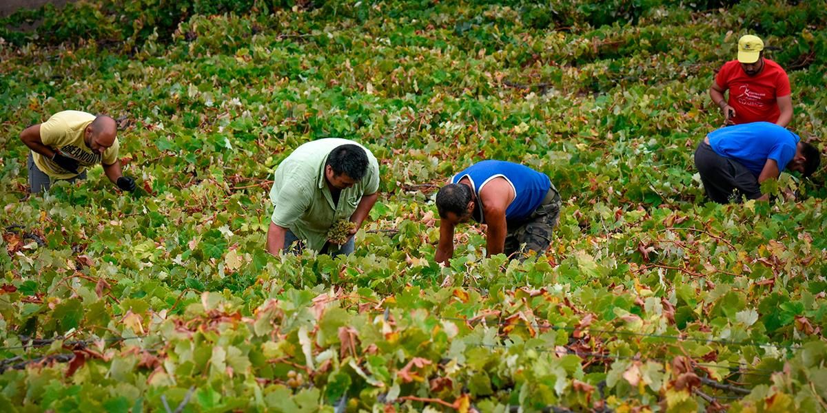 España contratará a desempleados y extranjeros como mano de obra agrícola