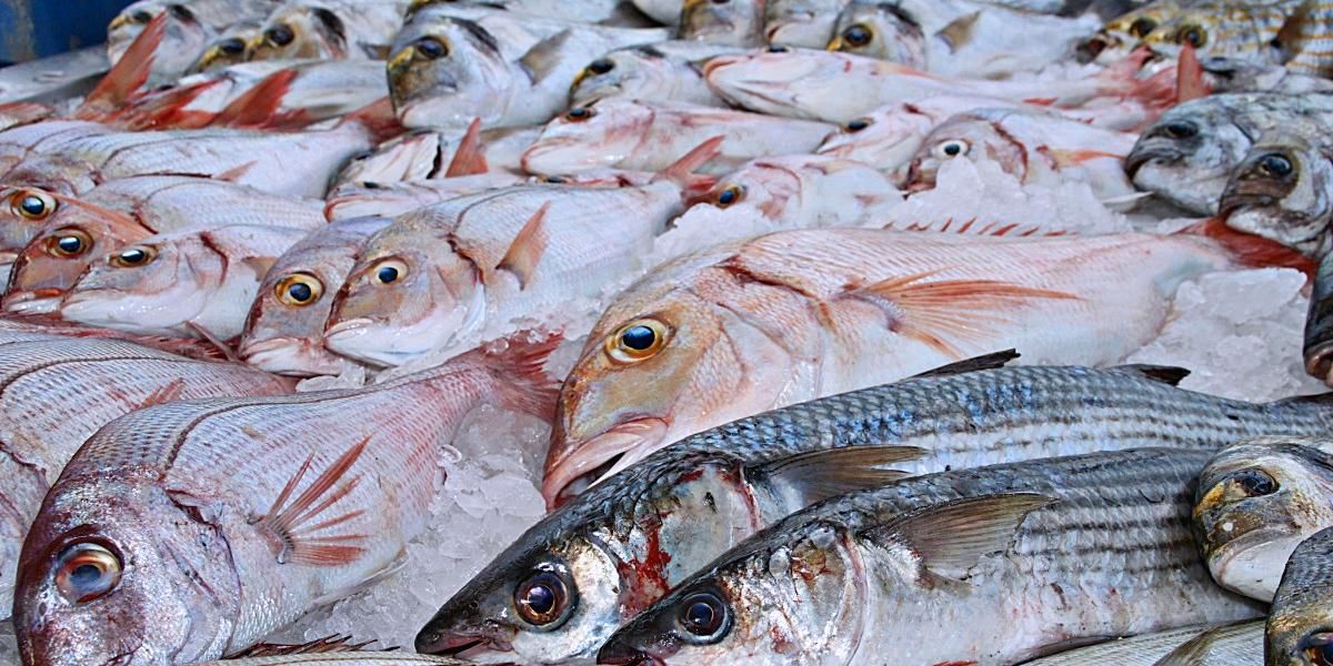 Colombia pide a la OMC prohibir subsidios a la pesca marina ilegal