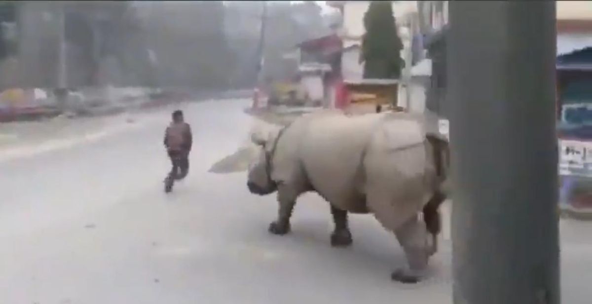 rinoceronte nepal