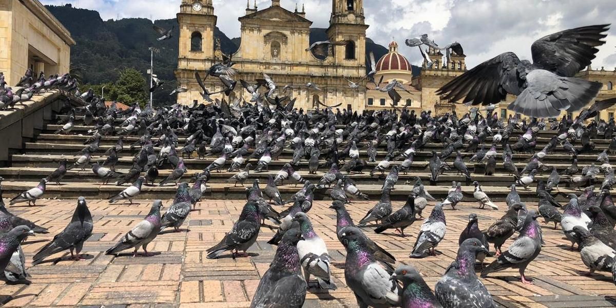Boletín #2: Palomas de la Plaza de Bolívar fallecen por falta de alimento