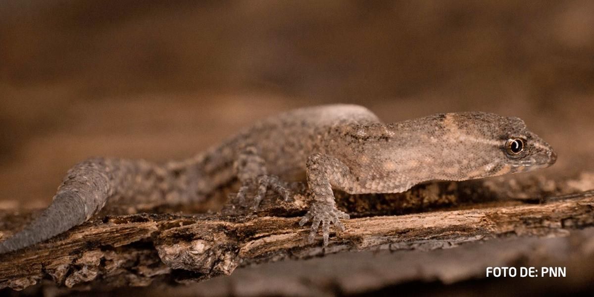 Encuentran al lagarto más pequeño del mundo en Colombia
