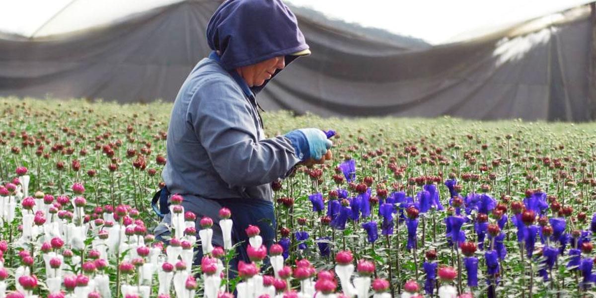 Floricultura en incertidumbre pese a fiesta del Día de la Madre