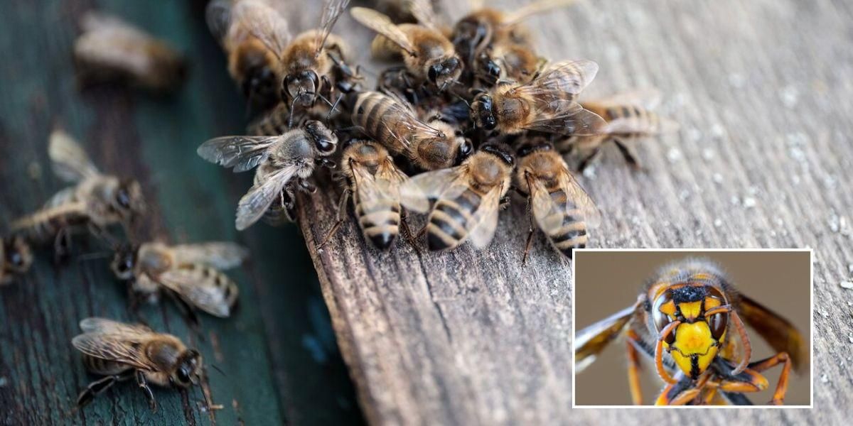 video abejas derrotan avispon asesino vespa mandarinia