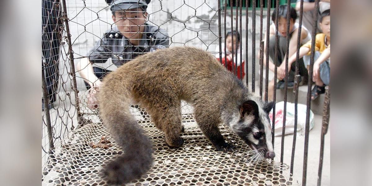 China comienza la lucha para erradicar el tráfico y consumo de animales salvajes