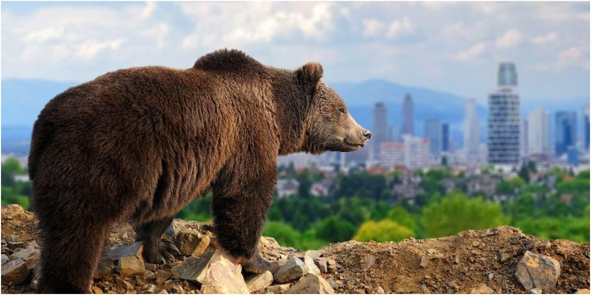 oso ciudad animal video