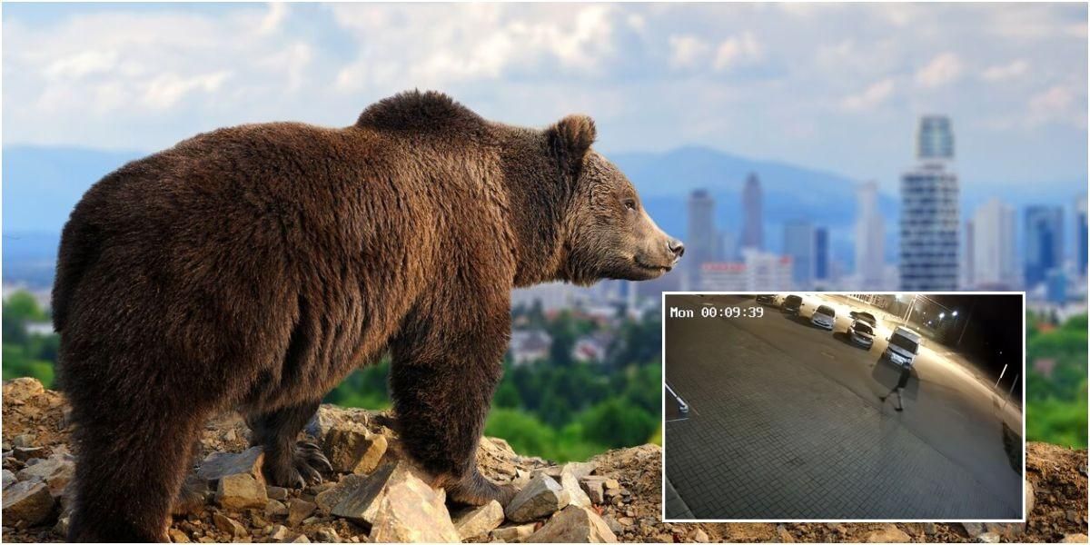 video ataque de oso en rusia