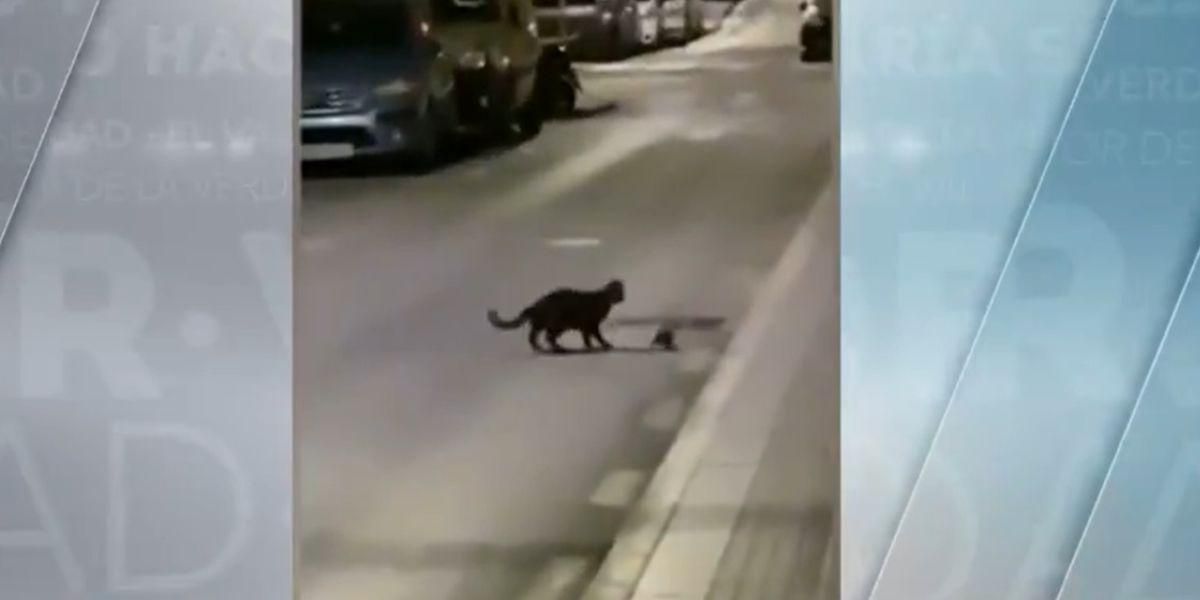 Video: Impresionante momento en que gato se enfrenta a rata hambrienta