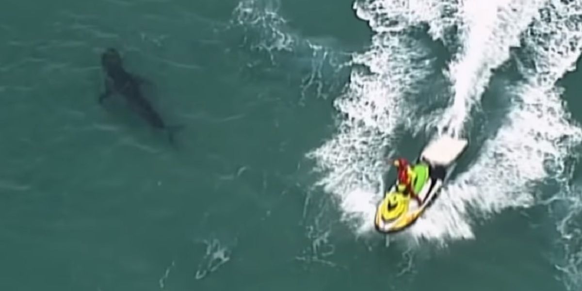 Tiburón blanco atacó y causó la muerte de un surfista en Australia