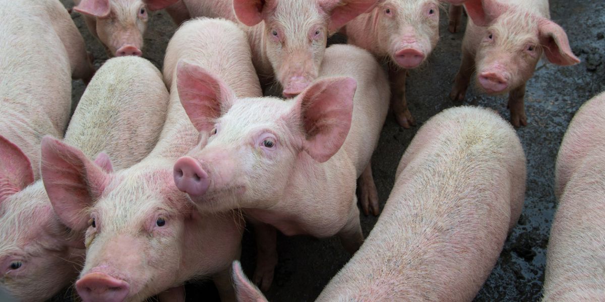 nuevo virus china gripe porcina potencial de pandemia cerdos