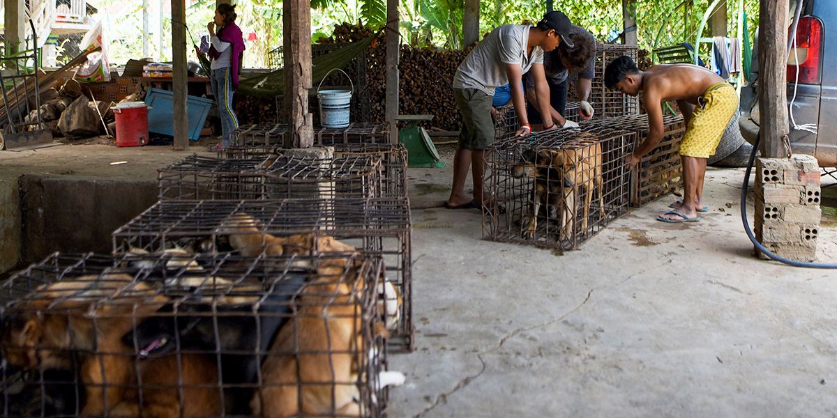 Camboya prohíbe comercio de carne de perro en turística región de Siam Reap