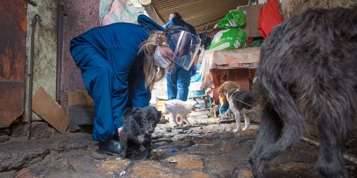 Rescatan 23 animales que estaban confinados en una vivienda del centro de Bogotá