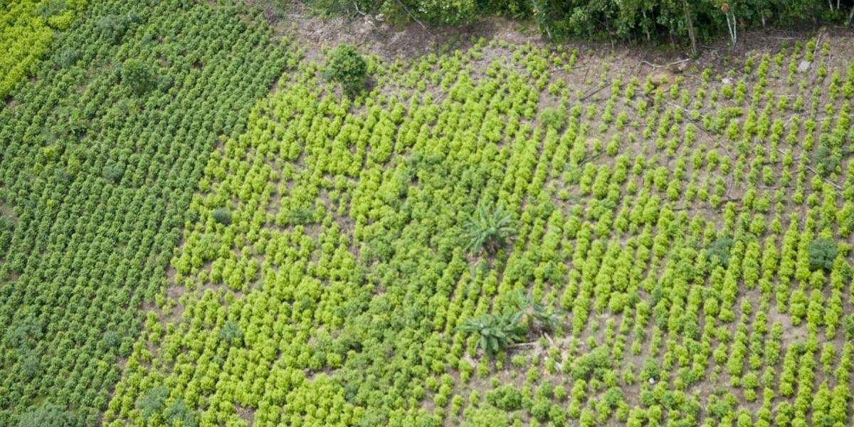 En cuatro departamentos del país se concentra el 78 % de los cultivos de coca