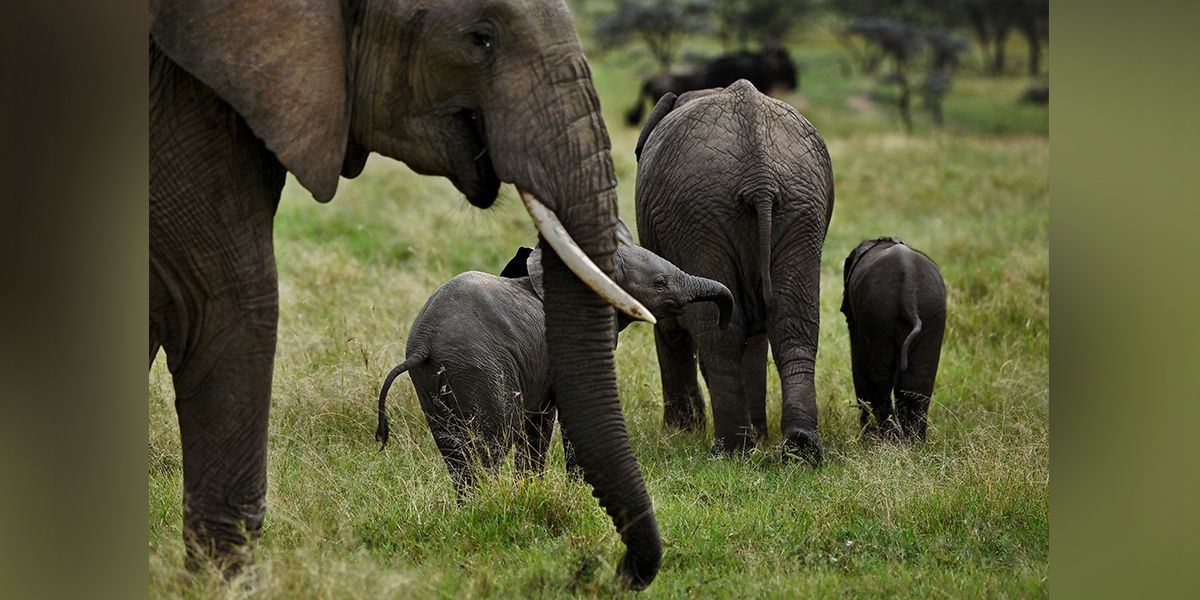 elefantes-África