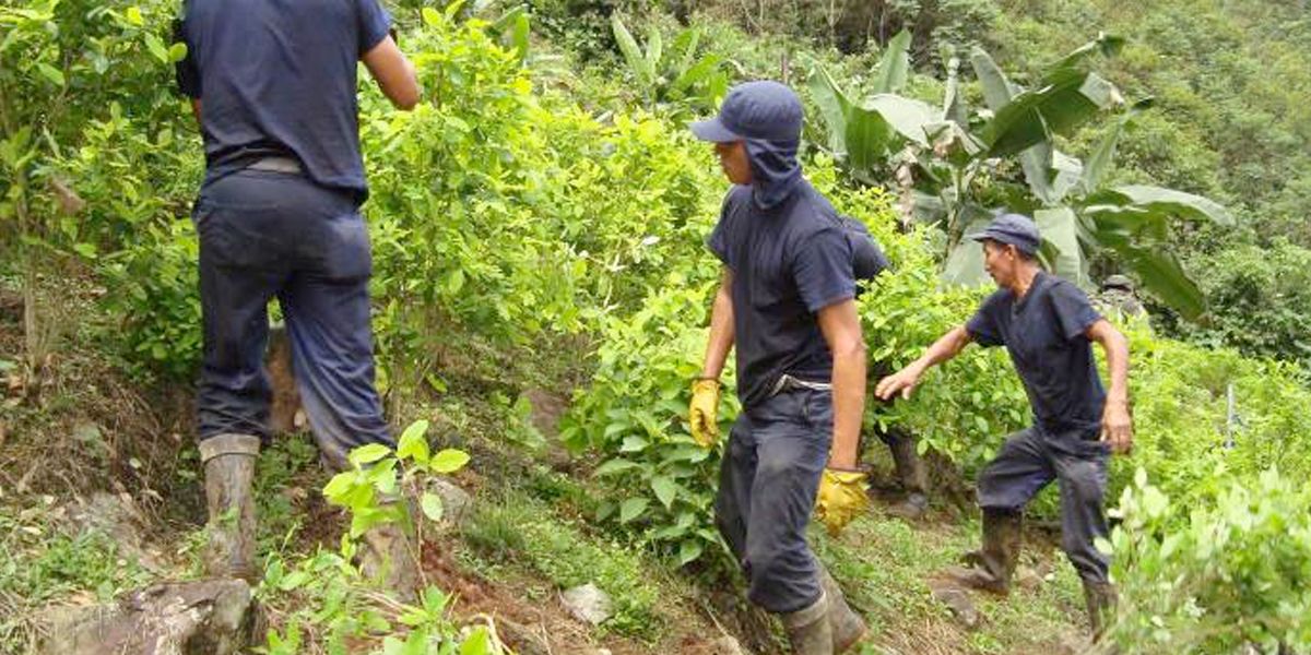 Cauca Erradicación de cultivos ilícitos Cultivos ilícitos Ministerio de Defensa