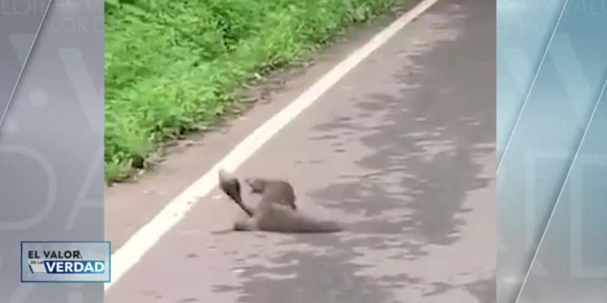 video viral pelea mangosta serpiente
