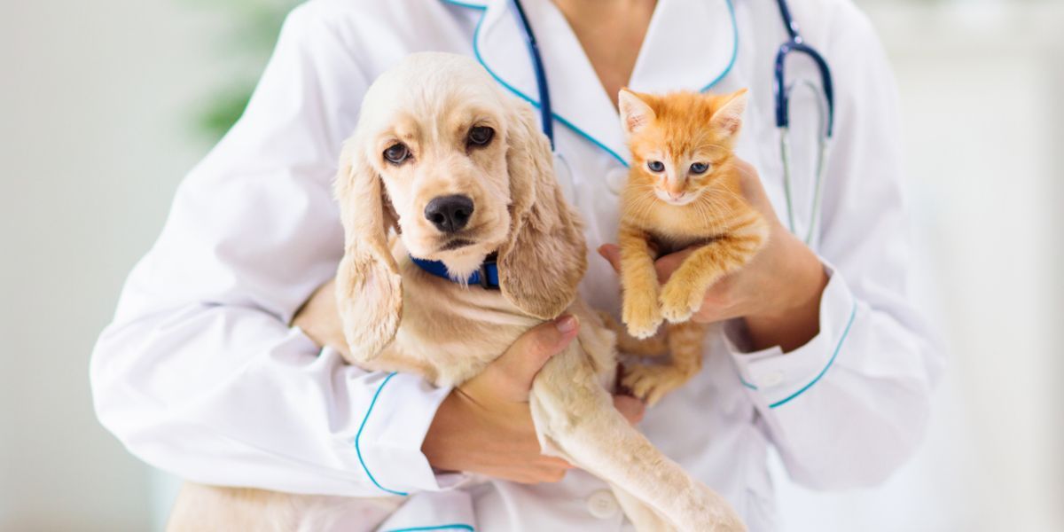 bogota esterilizacion mascotas perros gatos