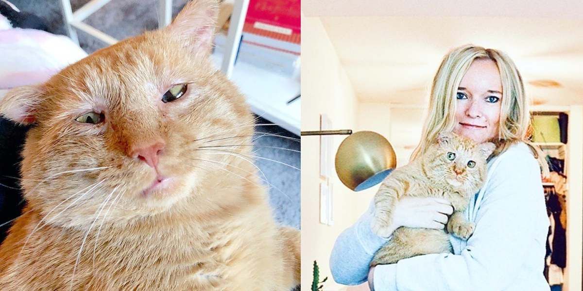 Tierna transformación de un gato callejero tras ser adoptado