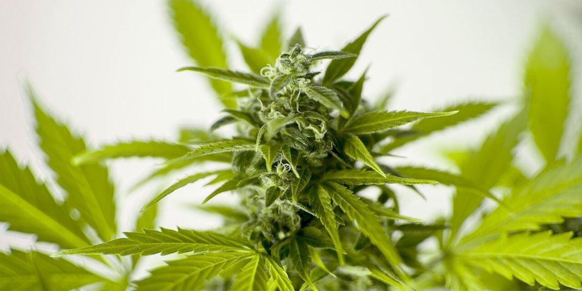 aprueban primer debate consumo cannabis