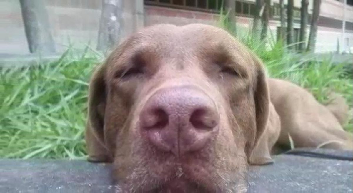 Con honores y tristeza se despide ‘Choko’: el héroe canino que desafió y olfateó la delincuencia