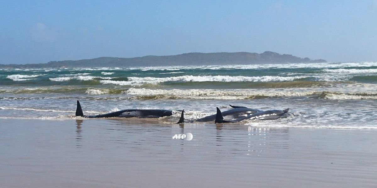 ballenas varadas en australia