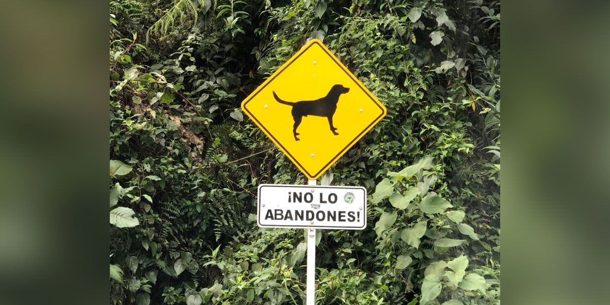 Mascotas abandonadas en Cundinamarca